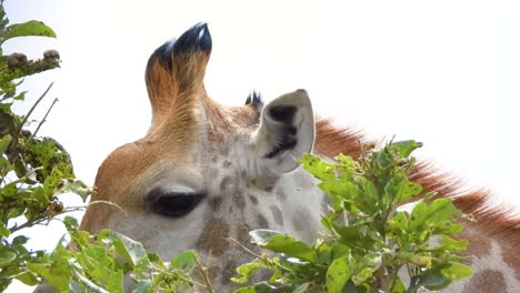 close up of cape giraffe eating green leaves from tree