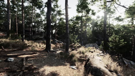 exploring a serene forest landscape with tall trees and natural sunlight