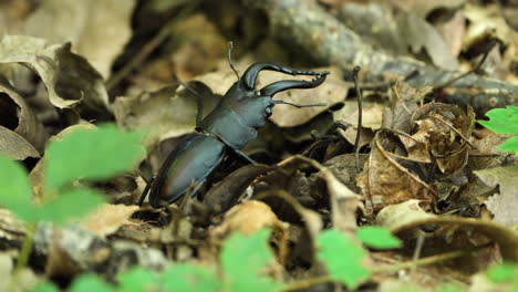 japanese stag beetle walks climbing falen leaves in summer forest - close up macro