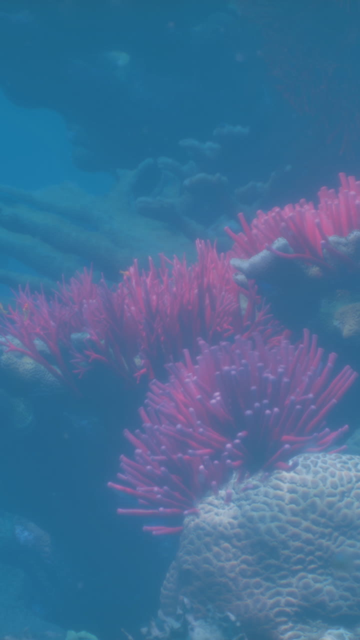 Splendida scena sottomarina con barriere coralline colorate e pesci