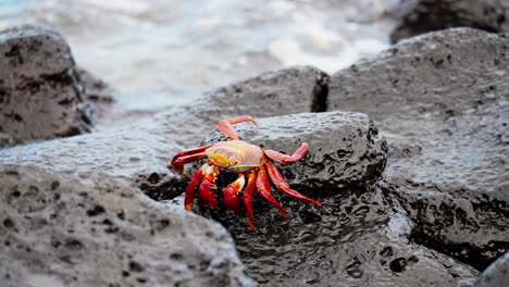 single red sally lightfoot crab walking across wet lava rock in the galapagos