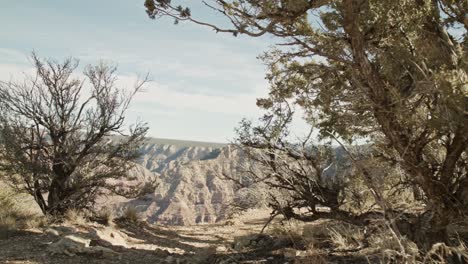 grand canyon national park south rim in arizona with dolly shot moving from tree to reveal canyon