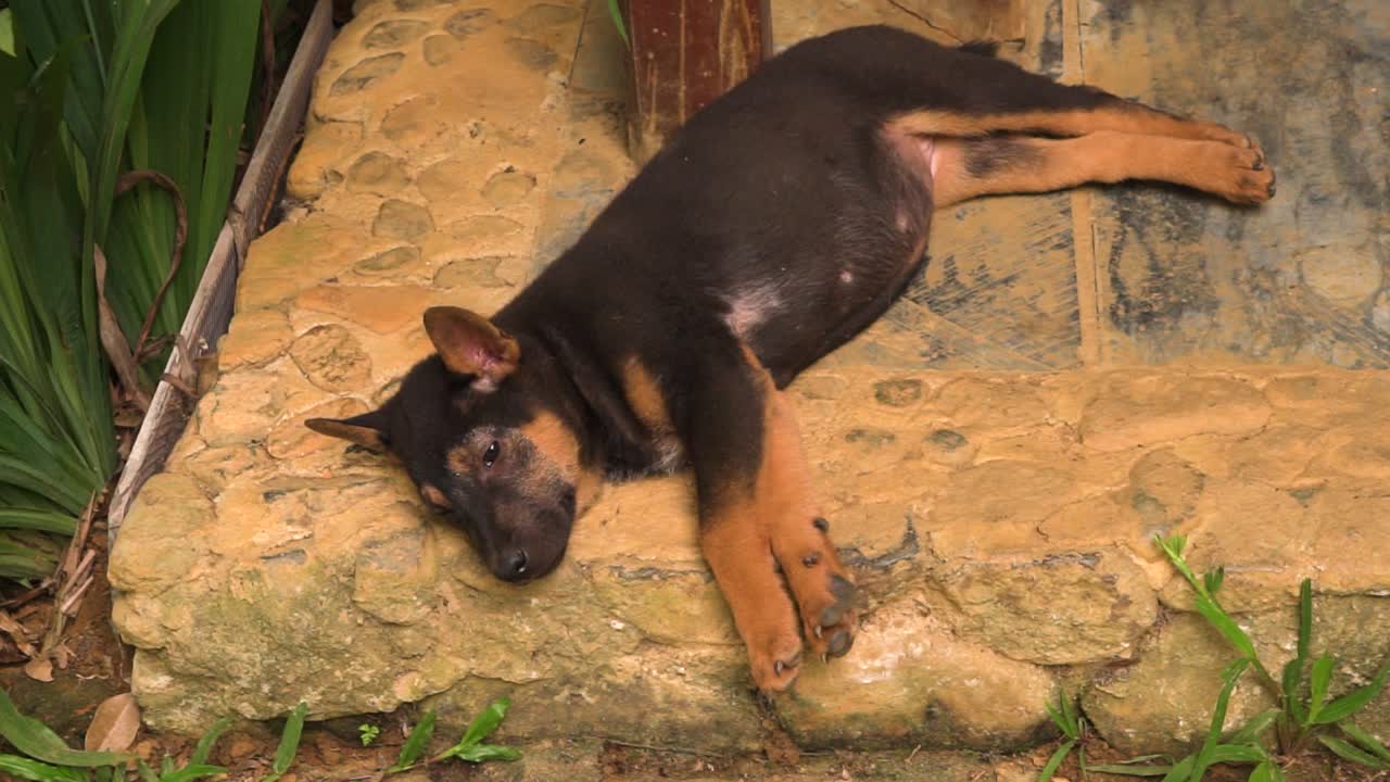 un cachorro joven descansando en el suelo en un pequeño jardín, vista desde arriba