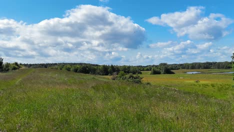 wind sweeps across the green field