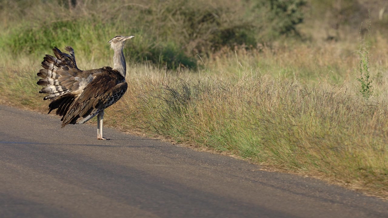 Grote Kori-trapvogel poseert in profiel op zonnige snelweg in Kruger NP.