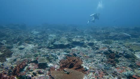 scuba diver floating in current over a coral reef