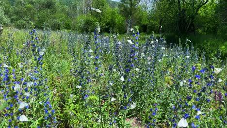 a breathtaking view of a vibrant flower meadow filled with blue and purple blooms and fluttering butterflies dancing over the lush green landscape