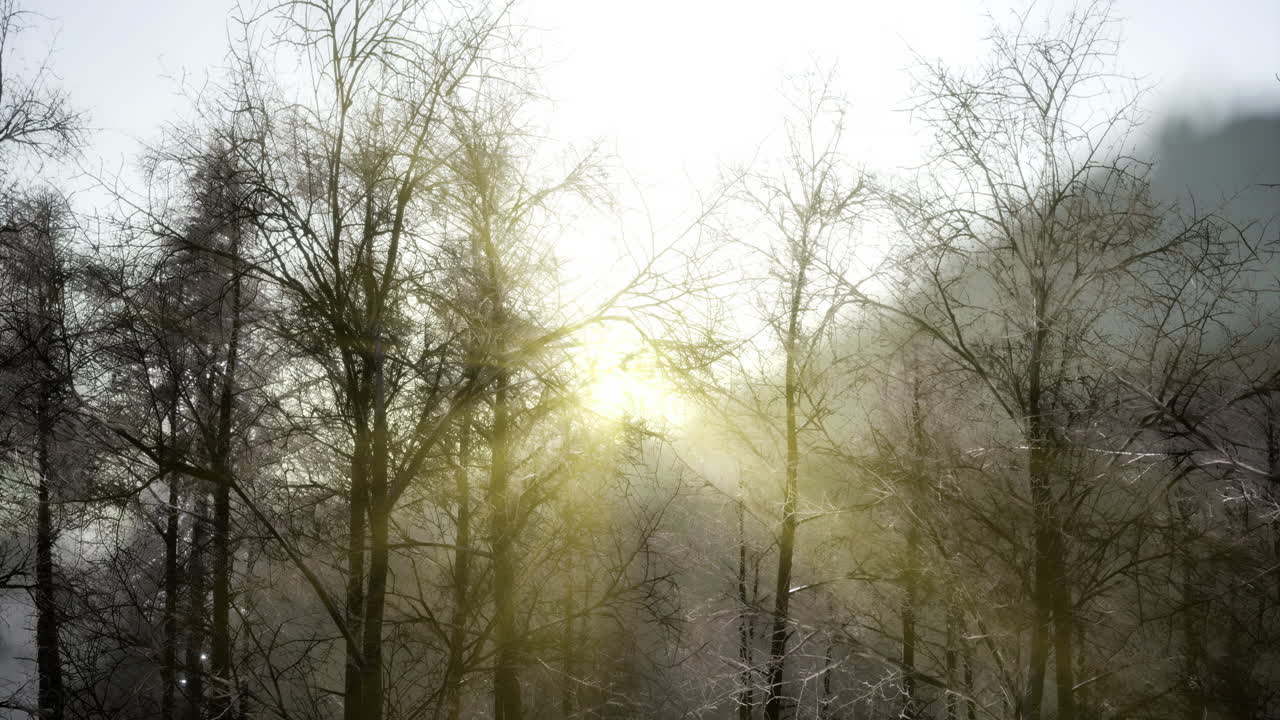 Morning sunlight filters through bare tree branches in a serene forest
