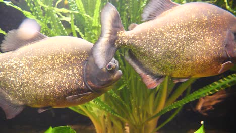 couple of dangerous red-bellied piranha swimming between water plants in amazon during sunny day