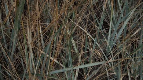 dune grass zoom in close up 4k