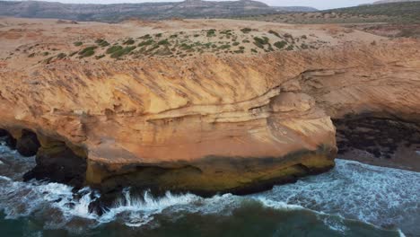 northern bald ibis in morocco since 1900