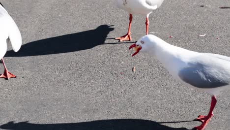 seagulls eating bread on the street