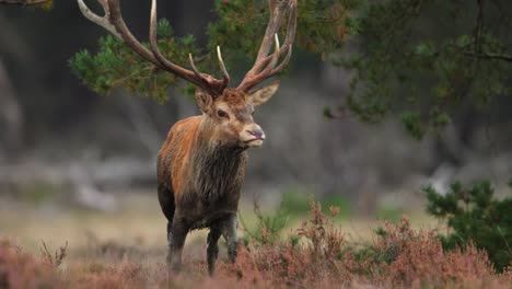 Closeup-shot-of-a-male-red-deer-chasing-a-female-deer-during-rutting-season-at-the-Veluwe