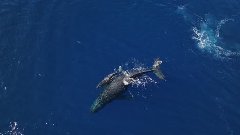 Mamá-Ballena-Jorobada-Apoyando-A-Su-Cría-Recién-Nacida-En-Los-Criaderos-De-Invierno-De-Maui,-Hawaii