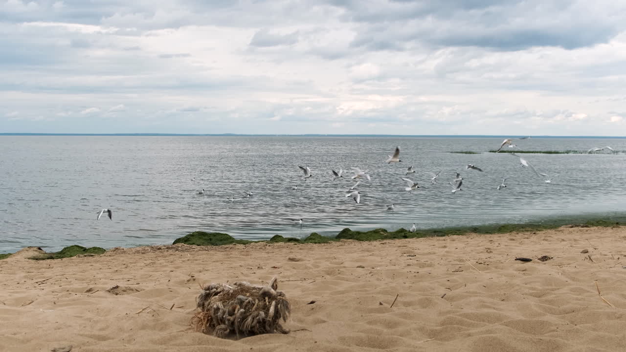 Beach Scene with Gulls