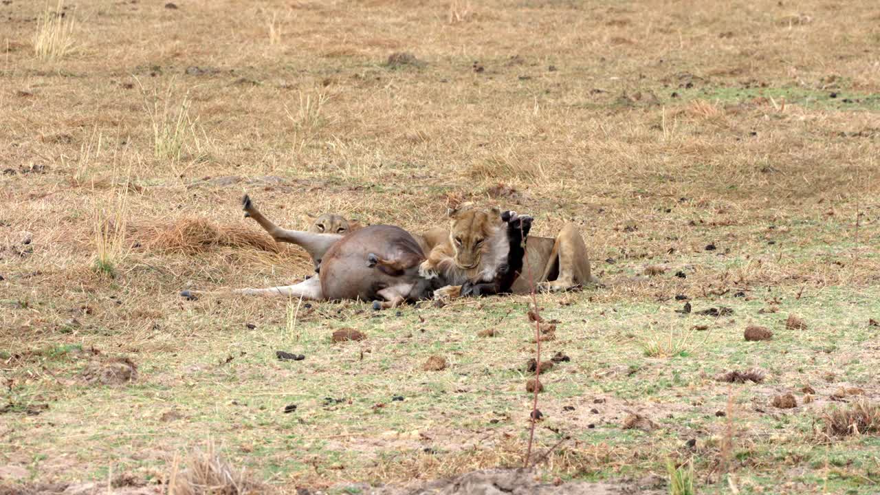 A lioness wearing a research collar captures and kills a wildebeest by biting its neck