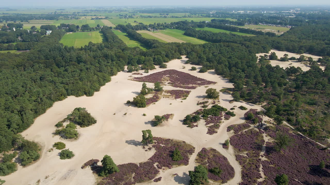 volando sobre hermosas dunas de arena con brezales morados en un soleado día de otoño
