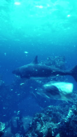gran tiburón blanco nadando en el océano