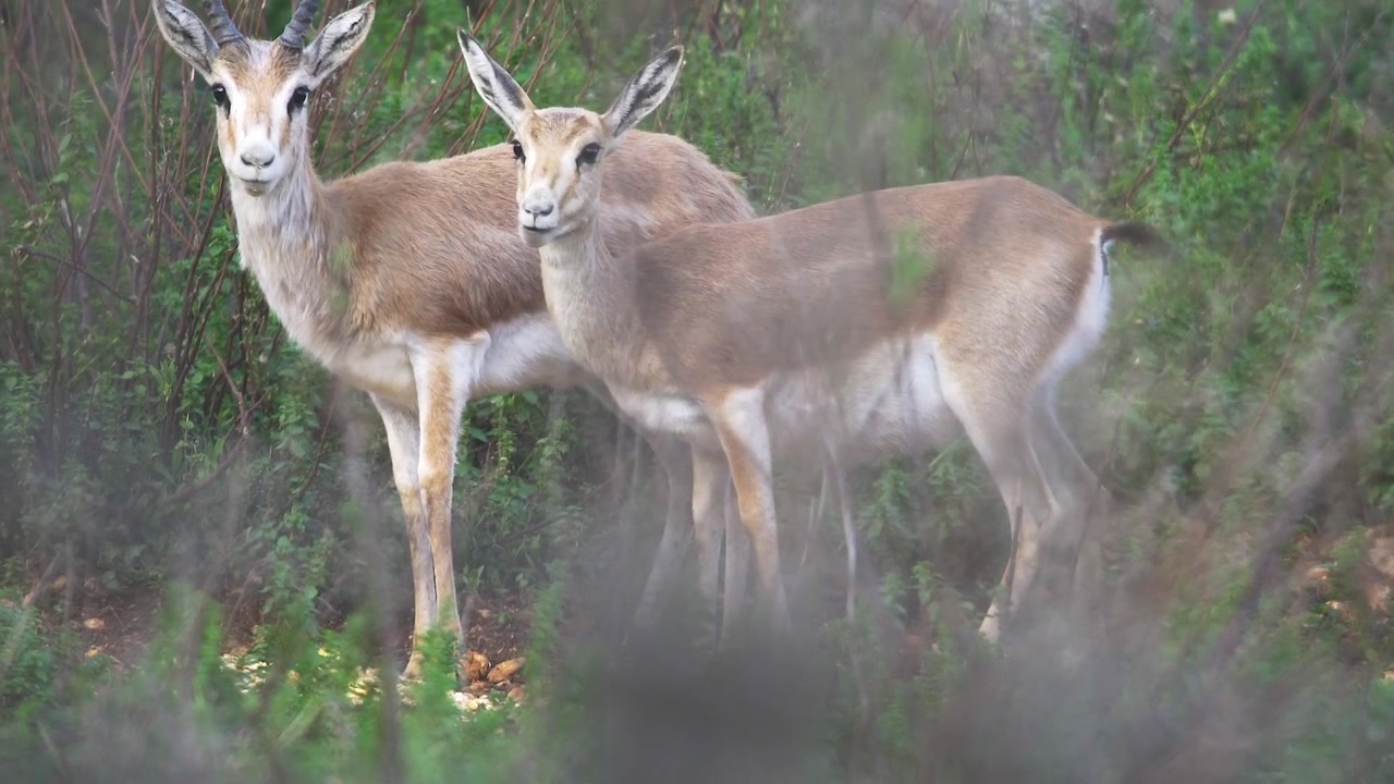 Due gazzelle al pascolo in un campo verde
