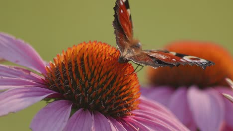 Makroaufnahme-Eines-Europäischen-Tagpfauenauges-Mit-Offenen-Flügeln,-Die-Nektar-Auf-Einem-Orangefarbenen-Sonnenhut-Saugen-1