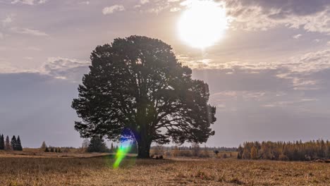 hiperlapso alrededor de un árbol solitario en un campo durante la puesta de sol, hermoso lapso de tiempo, paisaje de otoño, bucle de video
