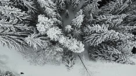 Vista-Aérea-De-Abetos-Cubiertos-De-Nieve-Durante-El-Invierno-En-Idaho,-Estados-Unidos.