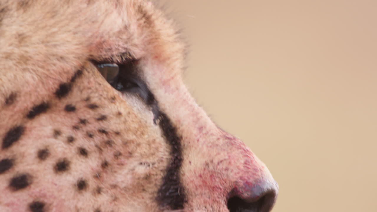 Extreme close up shot of a lone eyed cheetah's face surveying