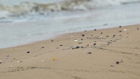 seashells on the white sand beach in summer, calm waves, baltic sea coastline, summer vacation, relaxation, ocean, travel concept, low medium shot