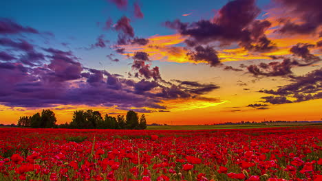 endless red poppy field and vibrant sunset sky with clouds, fusion time lapse