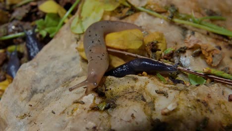 close up of garden snail crawling over tail of black round back slug, slow motion