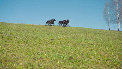 purebred mares with small foals free roam on green hill