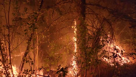 Wildfire-in-Alberta-at-night,-tracking-shot-along-burning-trees,-Canada