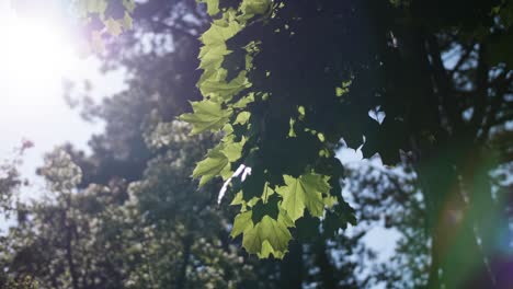 Peaceful-park,-forest-scene