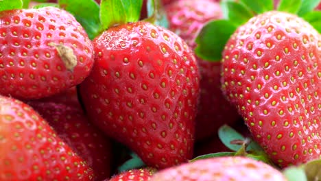 close-up of fresh strawberries