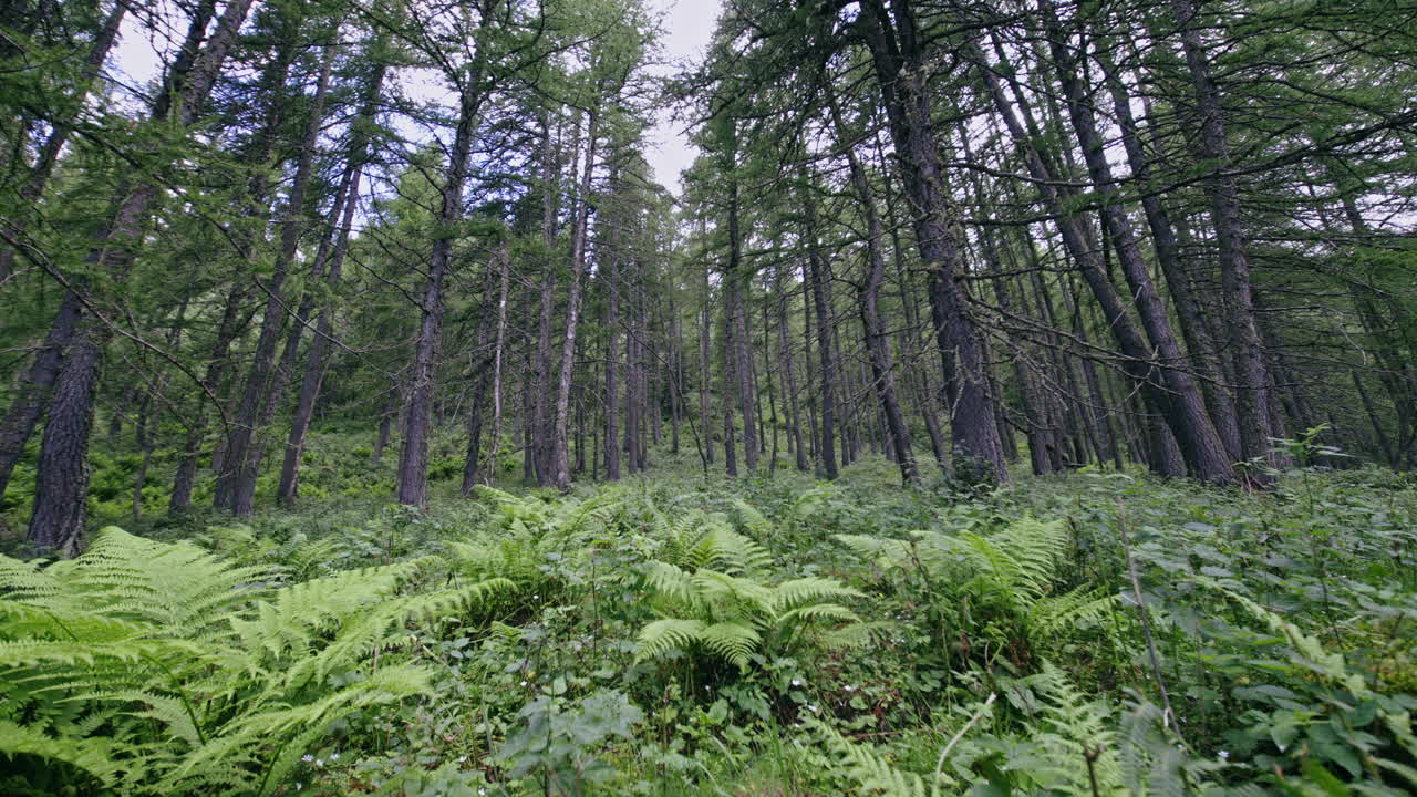 Rigogliosa foresta verde con felci evoca calma e tranquillità, bellezza naturale