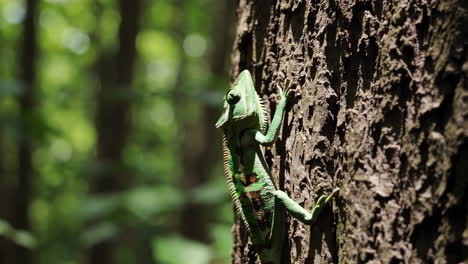green chameleon on a tree trunk in a forest