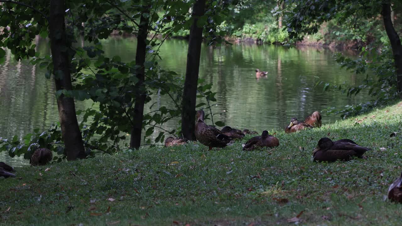 Änder nära en reflekterande damm i en grön park med träd och mjukt ljus