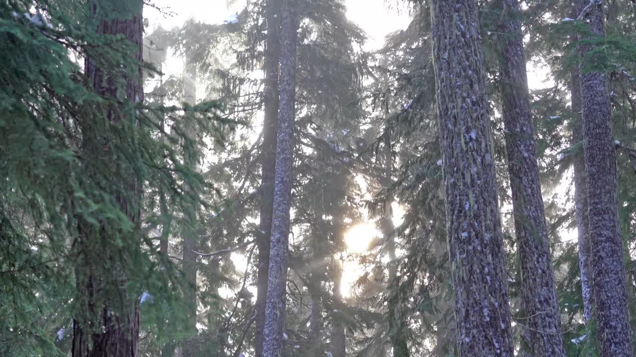 冬天穿過古老森林的陽光