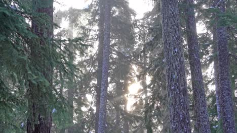 rayos de luz solar que brillan a través del viejo bosque en invierno