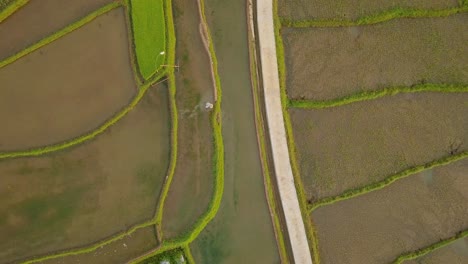 Granjero-Que-Trabaja-En-Un-Campo-De-Arroz-Inundado-En-Java-Central,-Indonesia-Durante-La-Luz-Del-Sol---Vista-Aérea-Superior