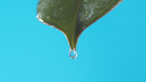 水滴从绿色的叶子滴落在蓝色的背景上