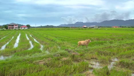 Langkawi-Malasia,-Campos-De-Arroz-Con-Búfalos,-Tiro-Al-Suelo