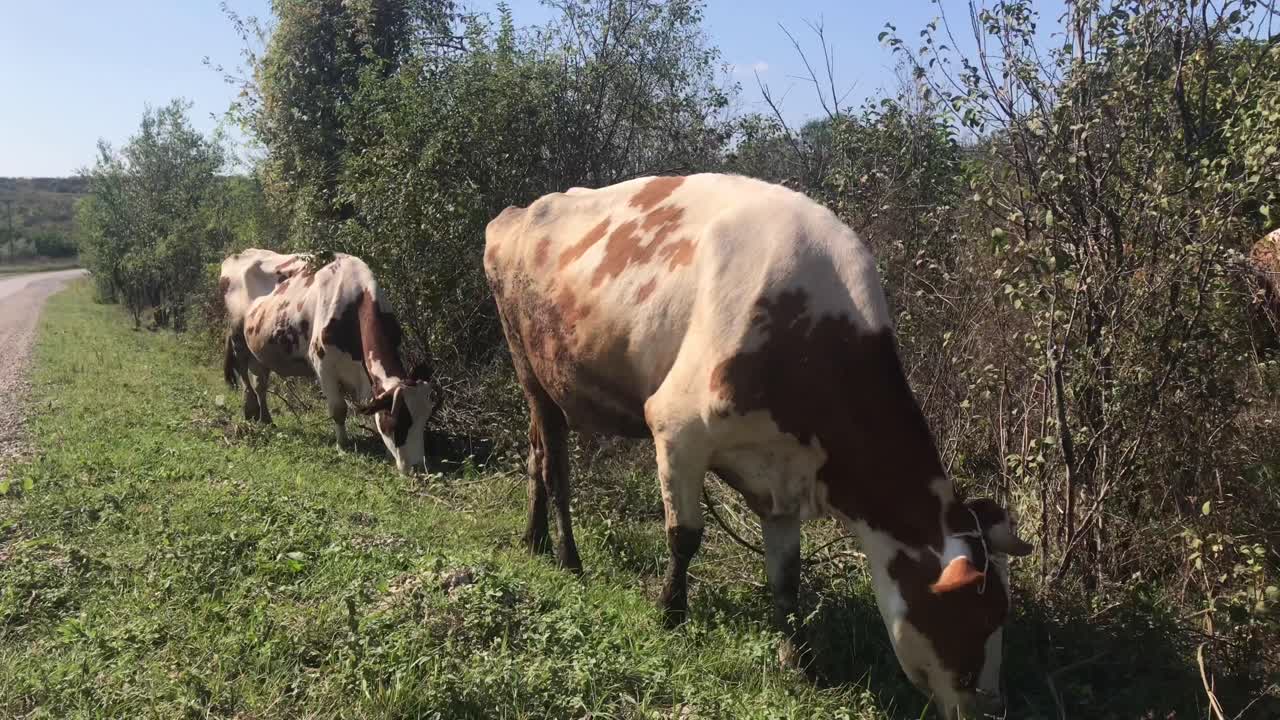 Primo piano di due mucche al pascolo accanto alla strada