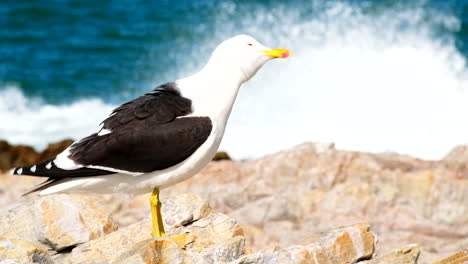 una sola gaviota en la costa rocosa con olas que se estrellan detrás, telefoto