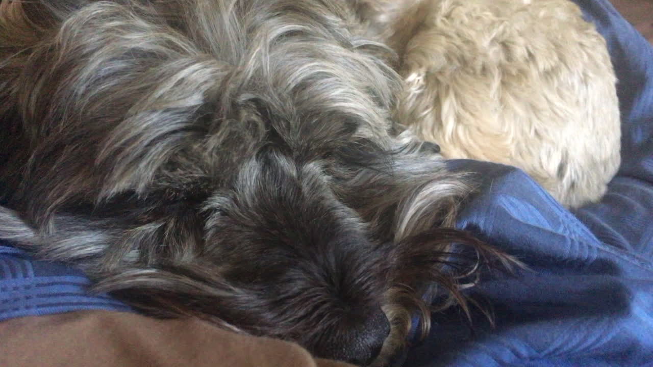 캐나다 온타리오 토론토의 라운지에서 주인의 무릎에 앉아 있는 코카푸 개