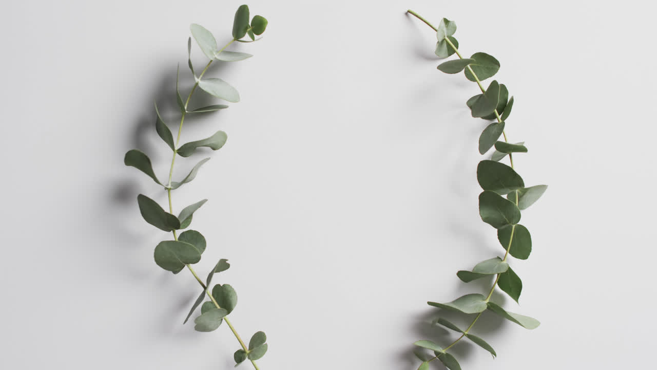Video of green plant leaves in circle with copy space on white background