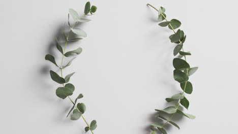 video of green plant leaves in circle with copy space on white background