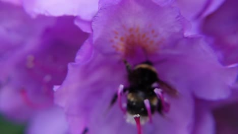 Hummel-Steckt-Beim-Bestäuben-Eines-Violetten-Rhododendrons-Fest