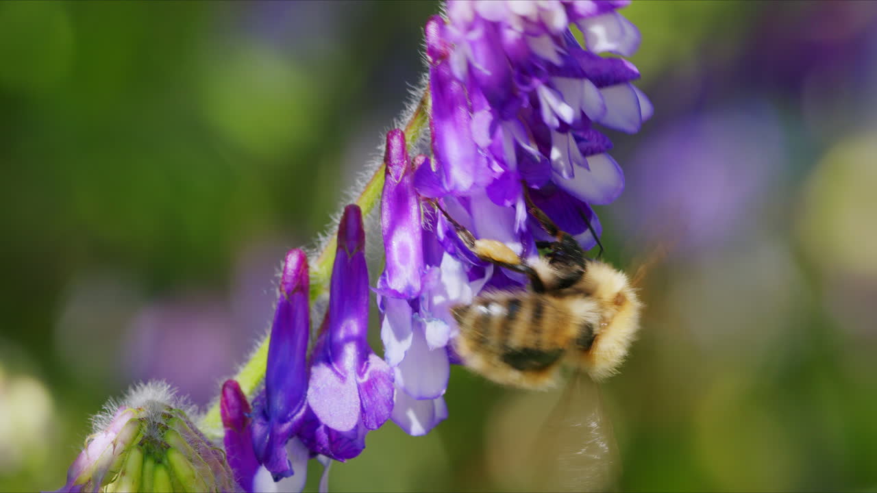 macro abeja en busca de néctar en el jardín silvestre