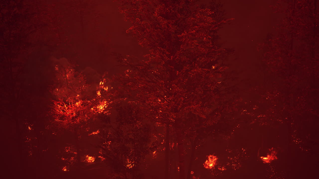 산불 이 숲 에서 땅 을 태우고 있다